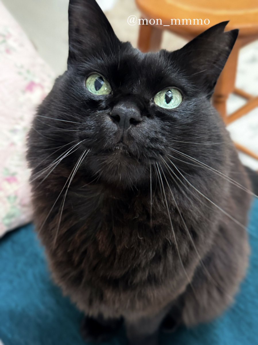 もんちゃん tweet media