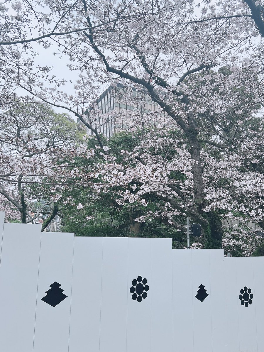 nogi__otadayoo tweet media