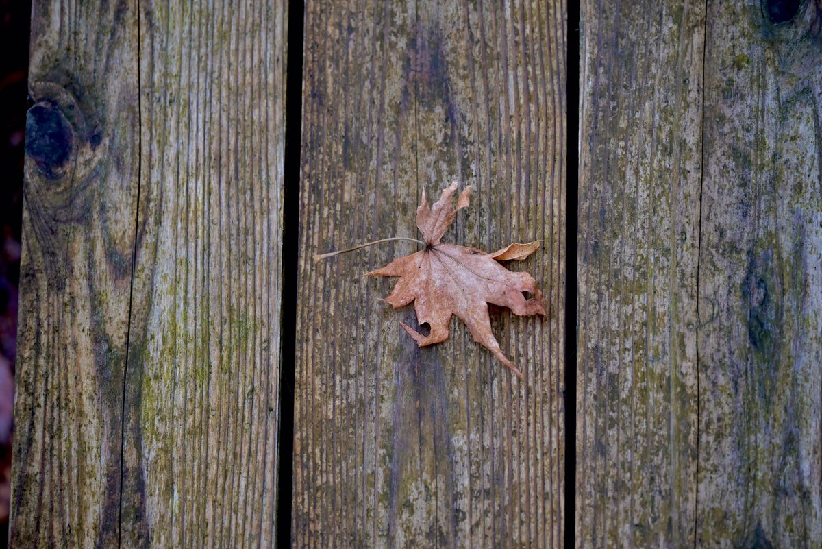 はむぴよ🐥⸒⸒ﾃｺﾃｺ tweet media