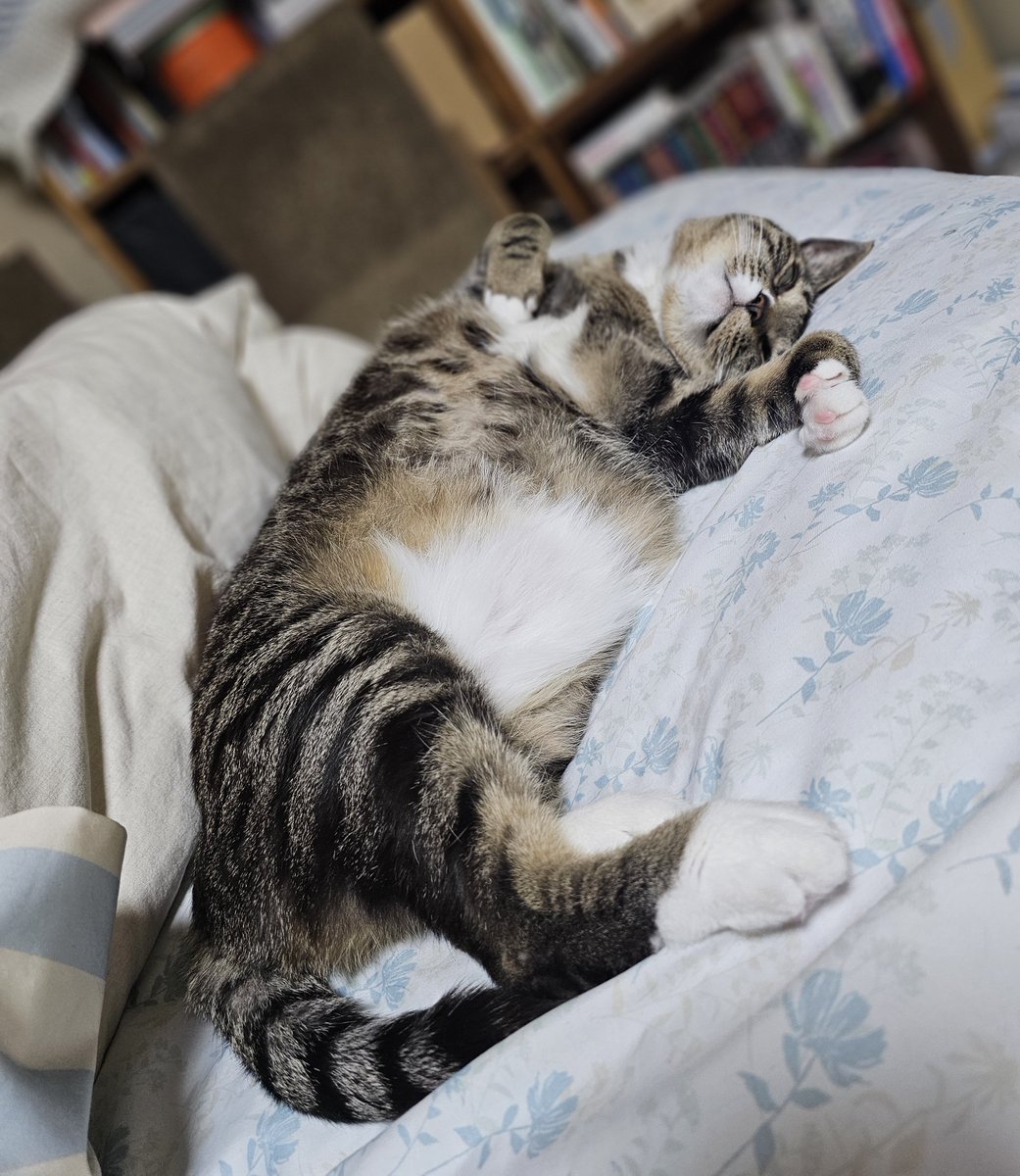 네츠케 tweet media