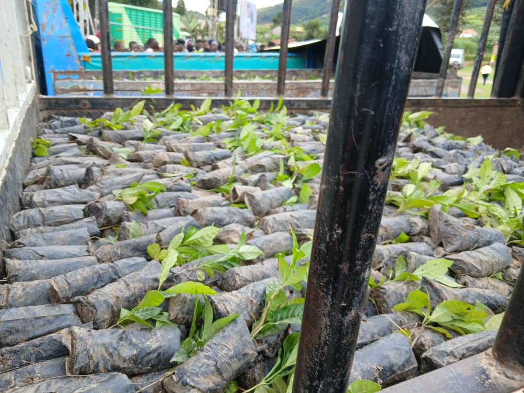 EMILY ACHOM tweet media