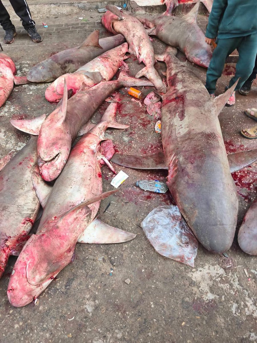 مصطفى جمال أبوسيدو tweet media