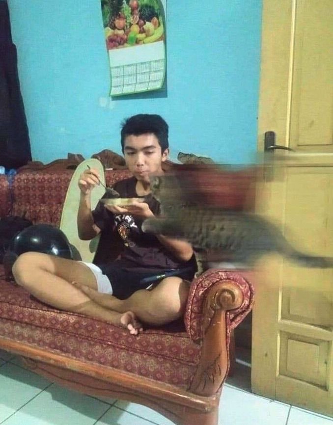 No Cats No Life tweet media