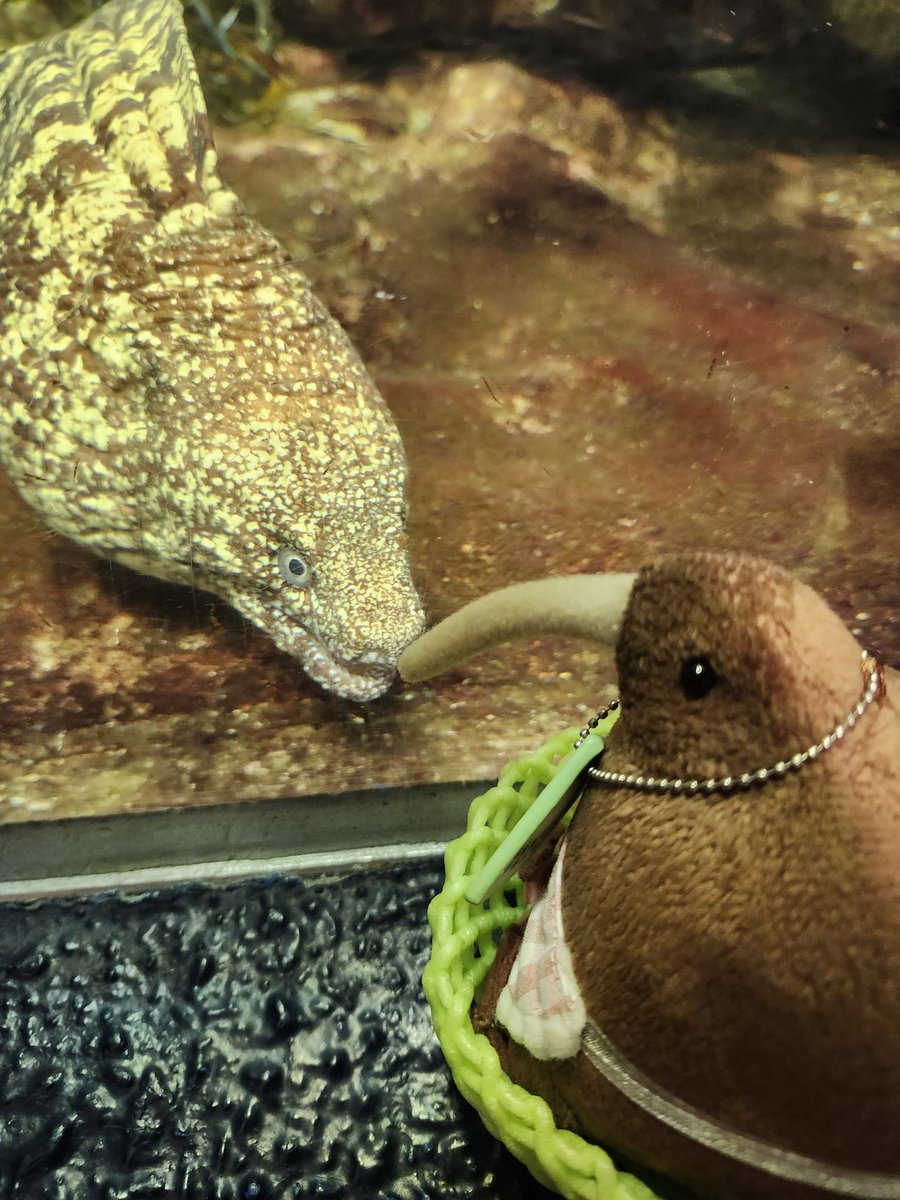 しらす tweet media