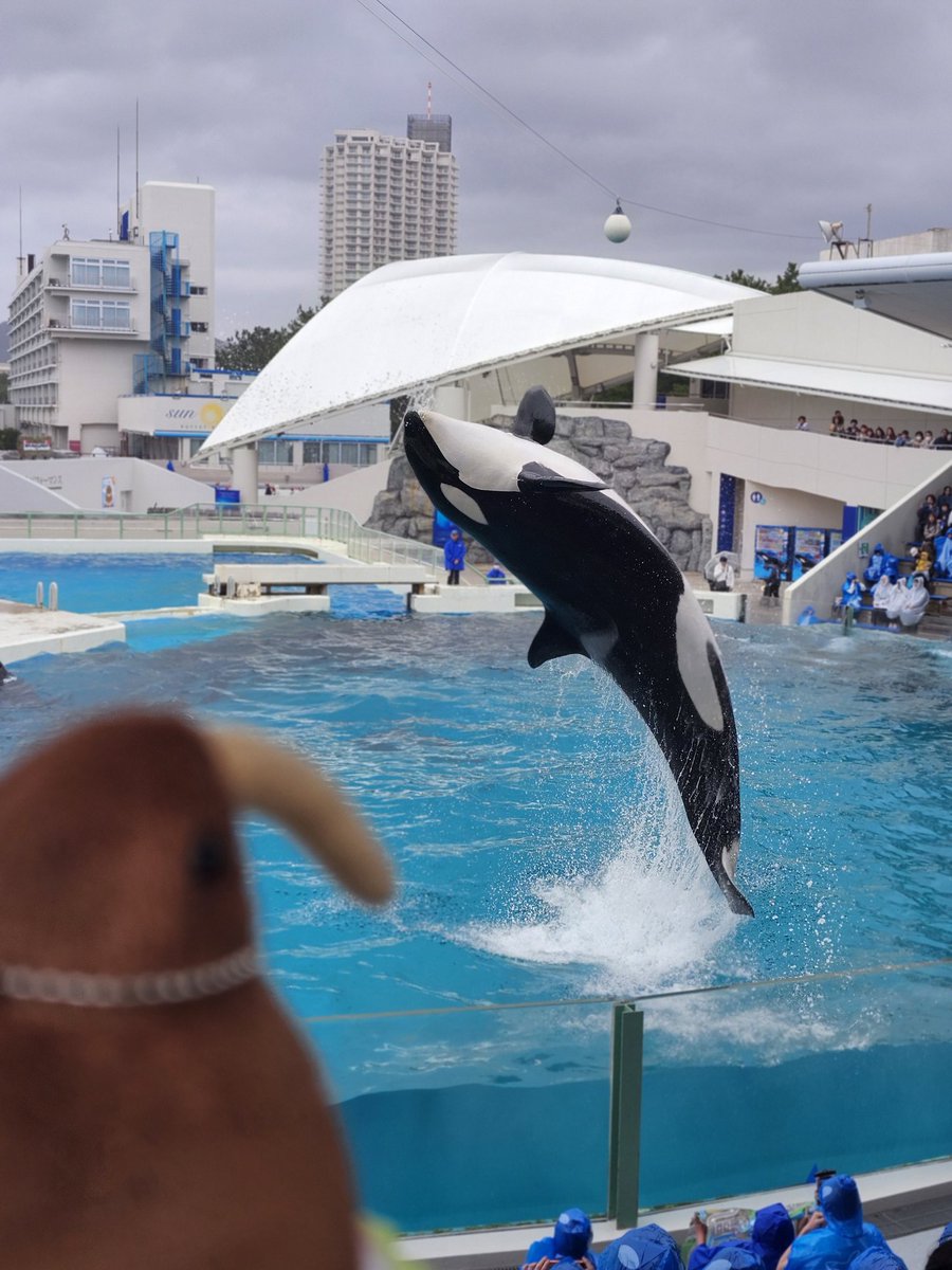 しらす tweet media