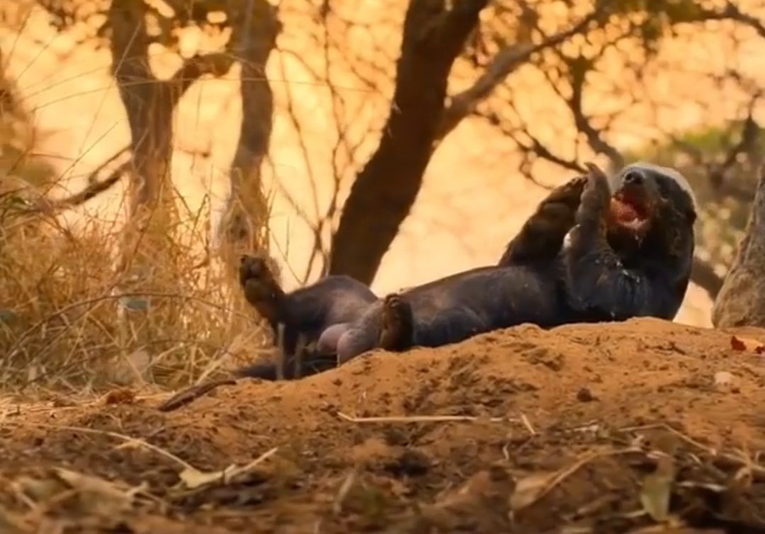 F𐌻✝︎hēr K𐌻büzi 𝙎†𝘿 tweet media