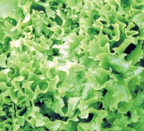 Kitchen Garden tweet media