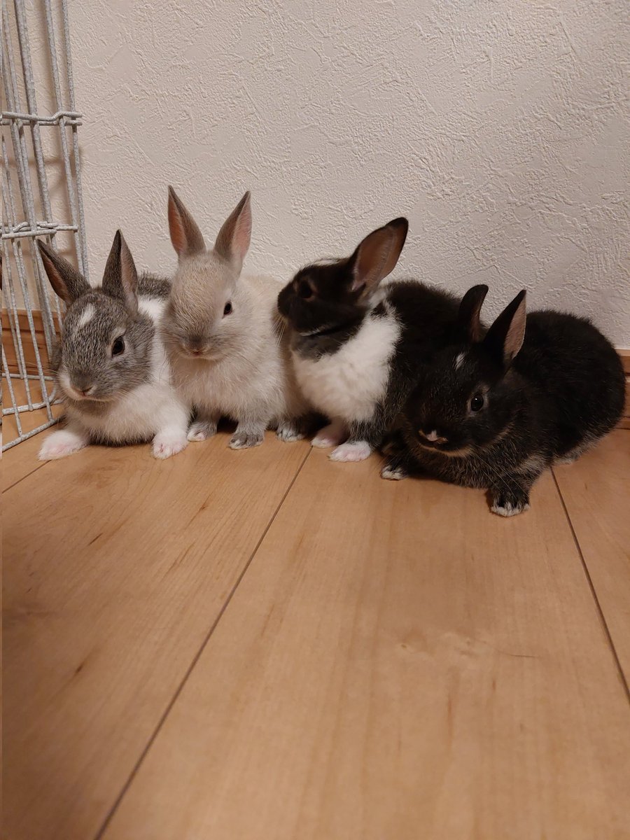 こはく&こちゃ tweet media