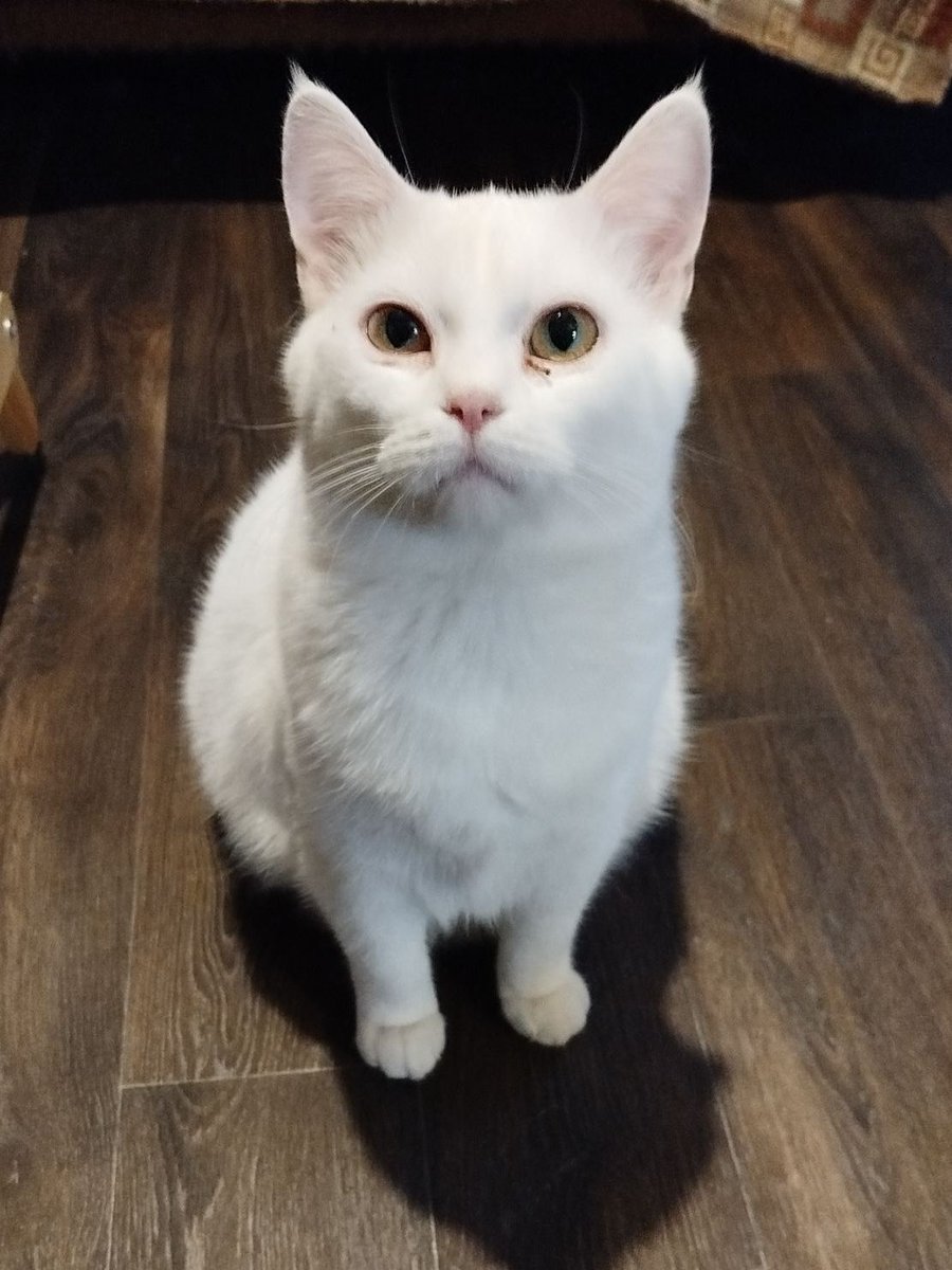 Кот Шурик из Беловежской пущи и его большая семья tweet media