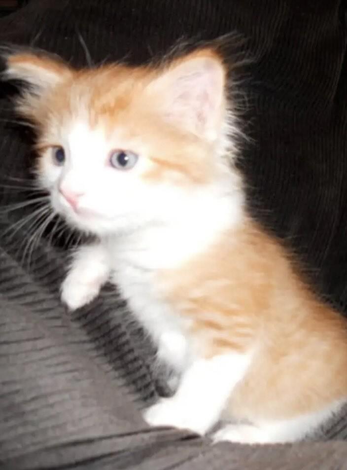 Sara Mary ⭐❤️ tweet media