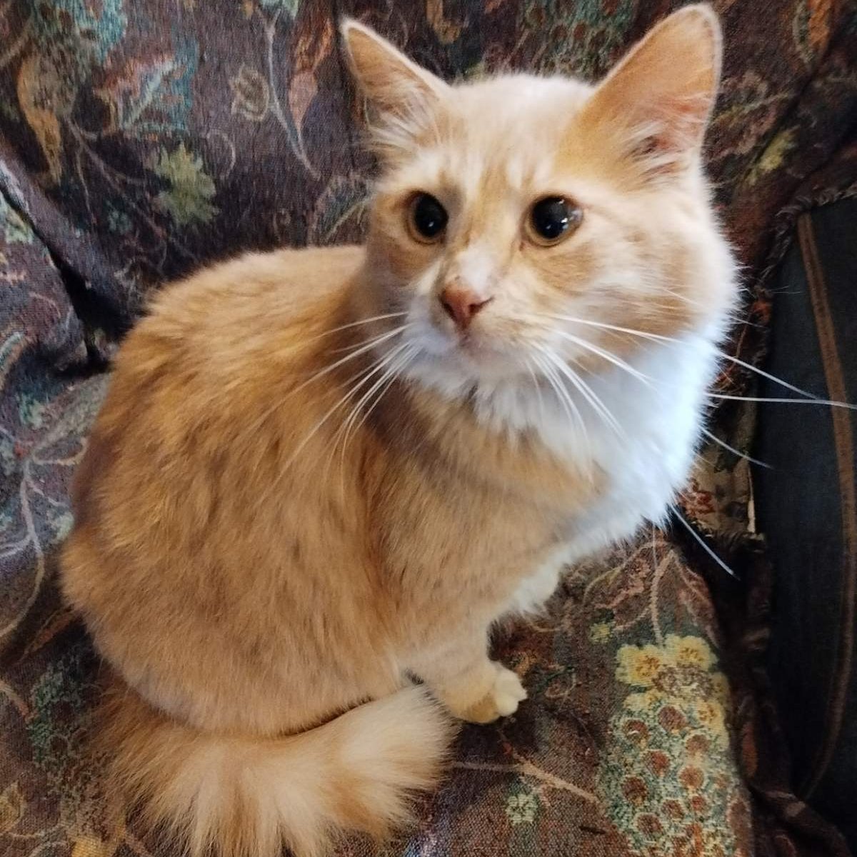 Кот Шурик из Беловежской пущи и его большая семья tweet media