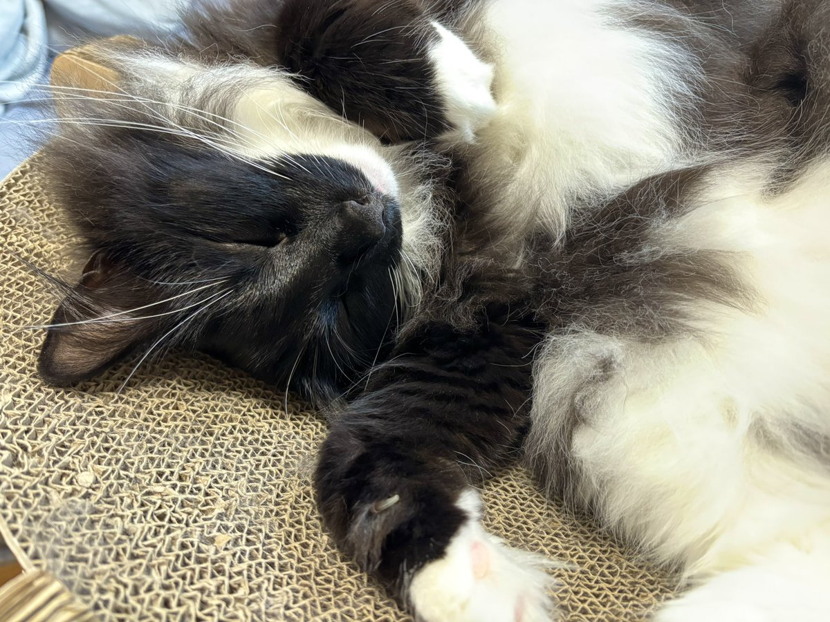 ぬくあき tweet media