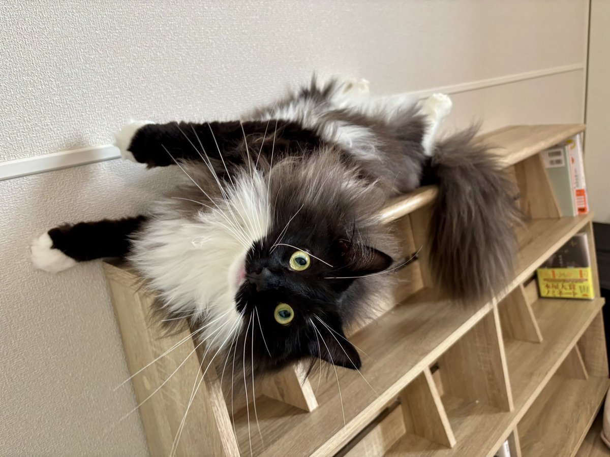 ぬくあき tweet media