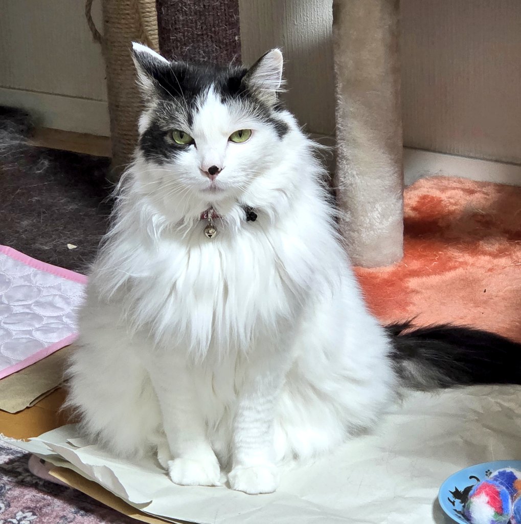 くまルイ❤😺🩵🧸💜 tweet media