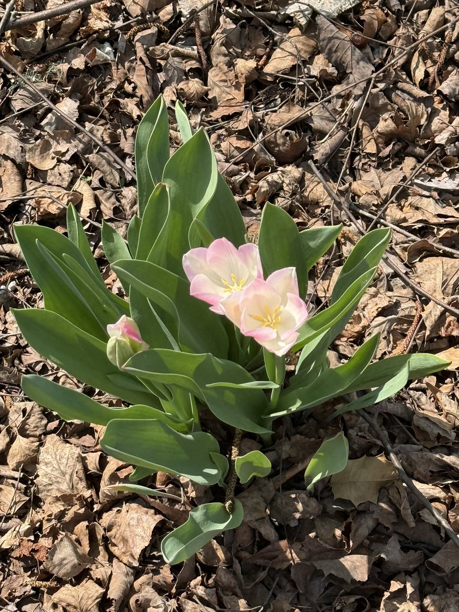 Pirate/Wings tweet media