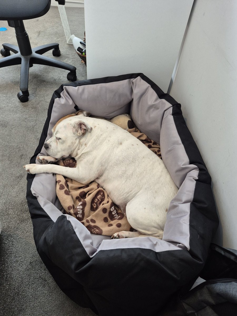 NicolaOate59387's tweet image. Piggy has been working hard today with keeping staff in check.
#AprilFoolsDay #securitydog