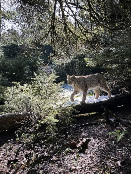 Θανάσης🗯🇵🇸🇹🇯 tweet media