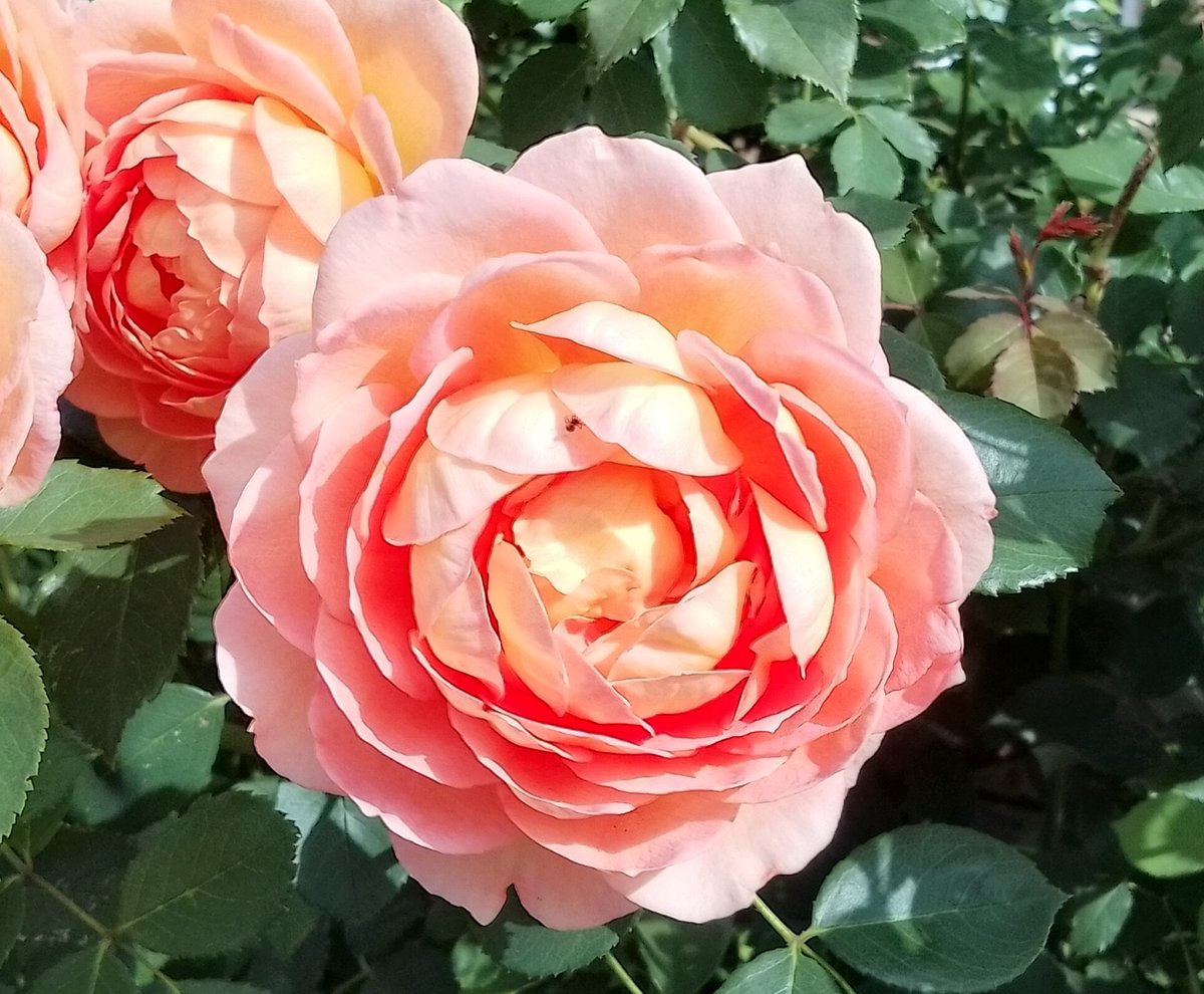 Phil's Plot tweet media