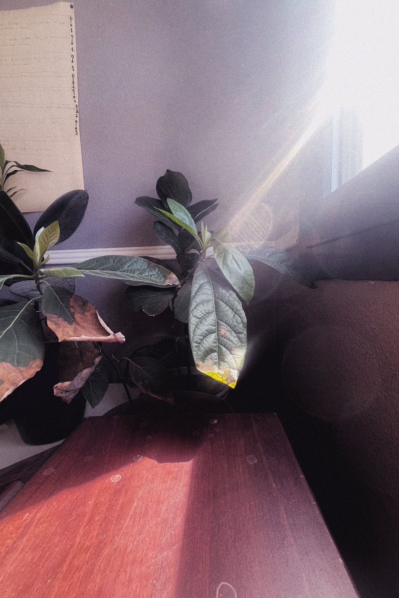 ruido perro tweet media