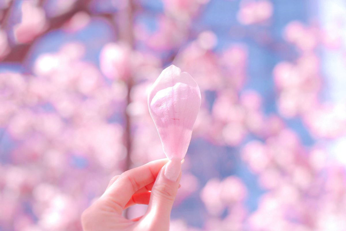 サラ🌸 tweet media