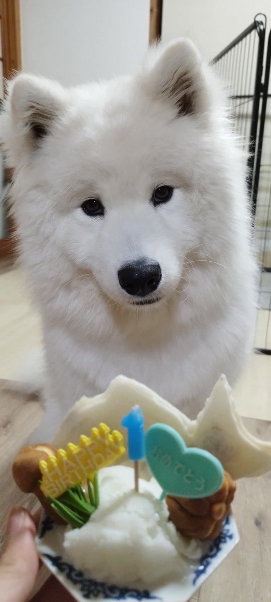 ドウザケ tweet media