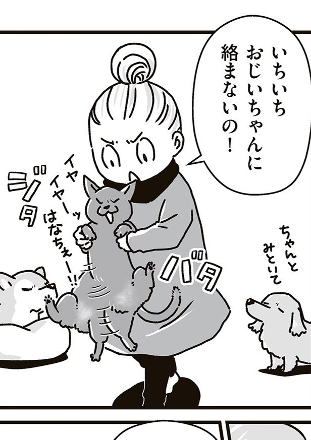 【再掲】「真夜中の住人」(1/2)
この頃散々グミと銀次郎にヤンチャしたムンニャですが、色々ありましてムンニャの子猫時代を上回るヤンチャモンスター後輩猫ができました。
因果応報
今はその新入りに振り回されているムンニャです🐈⬛