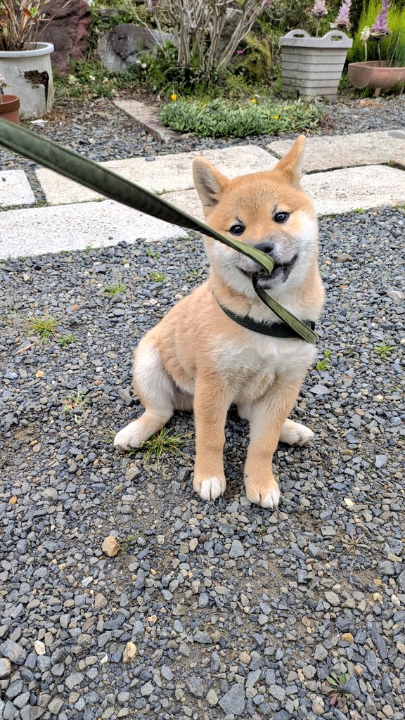 今日は茶太郎が飼い主を散歩に連れてってくれた