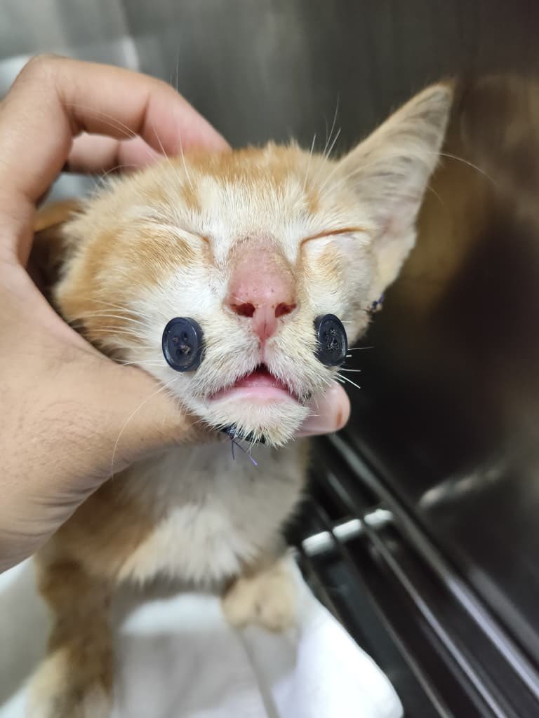 shahirah tweet media