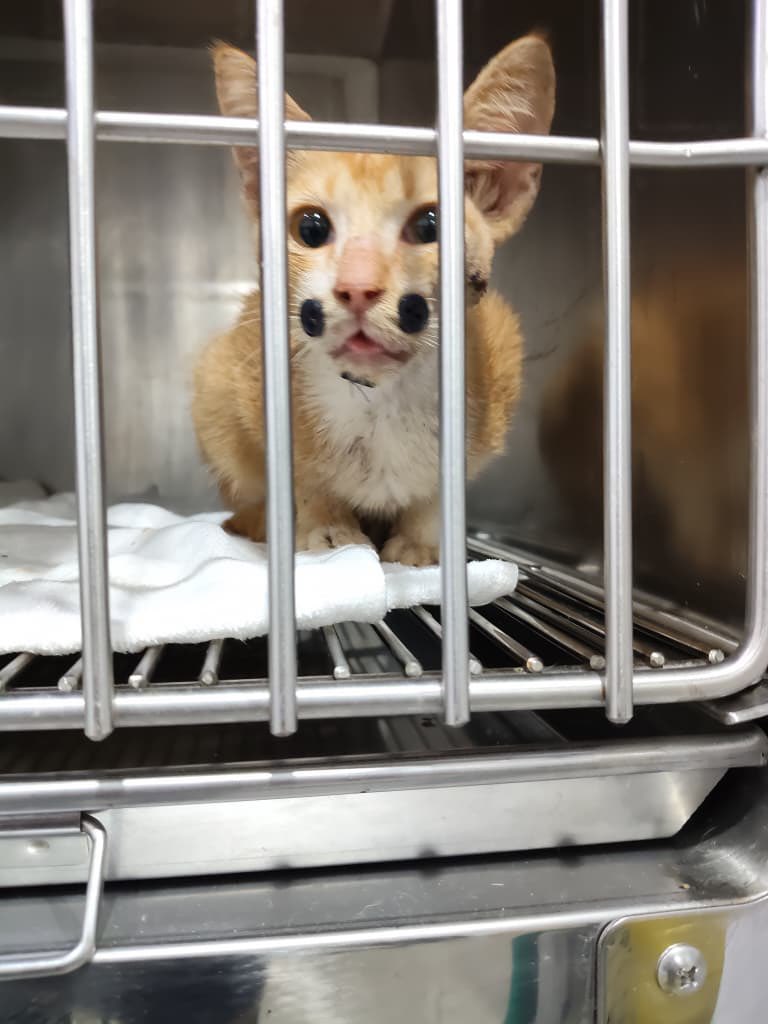 shahirah tweet media