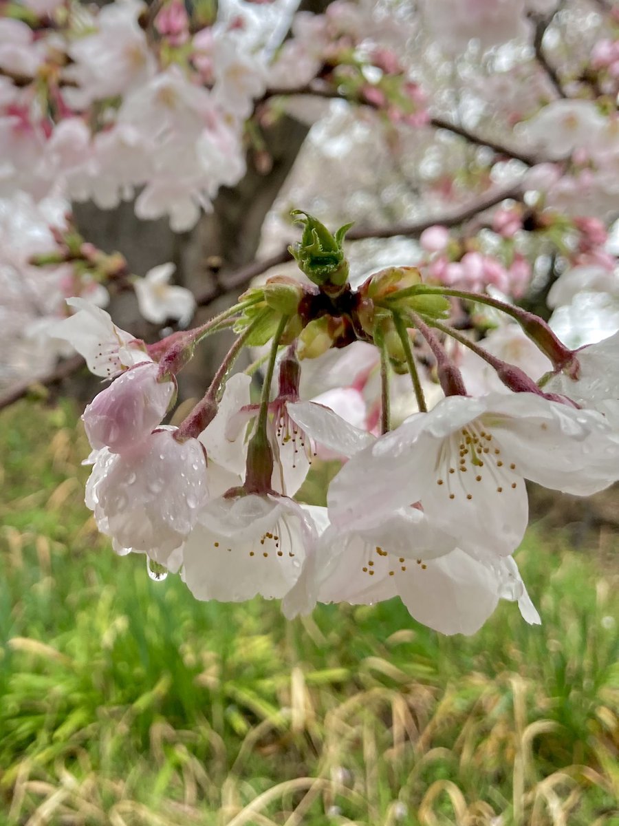 ミミ📖猫と物語と美味しいもの tweet media