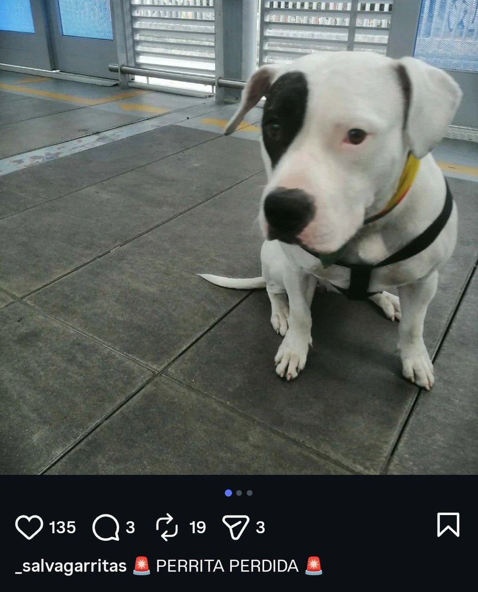 Lady Cats 🐈‍⬛💓 tweet media