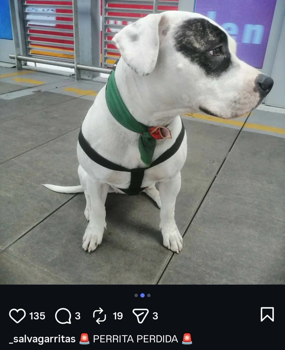 Lady Cats 🐈‍⬛💓 tweet media