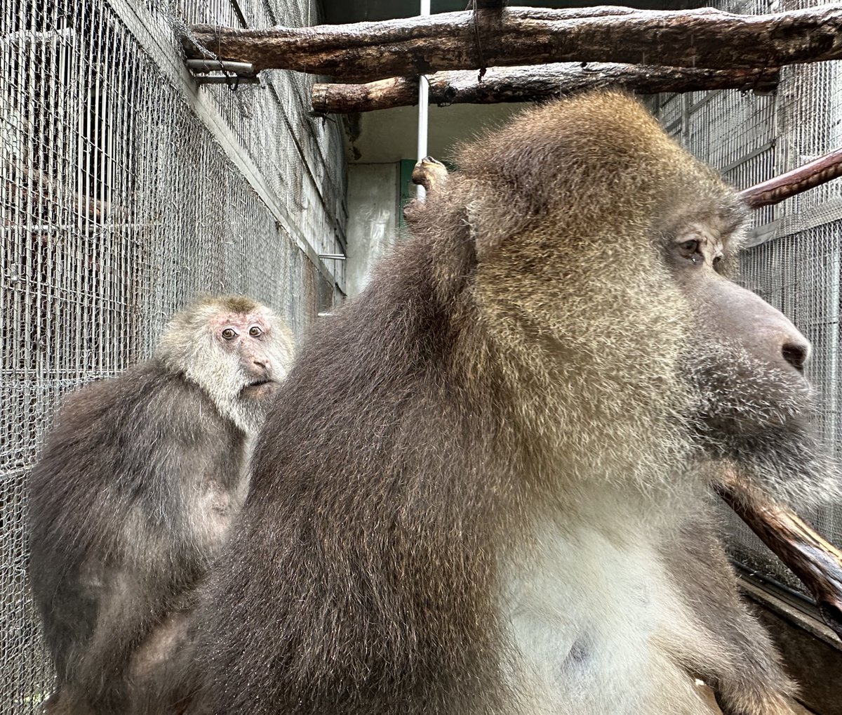 日本モンキーセンター（公式） tweet media