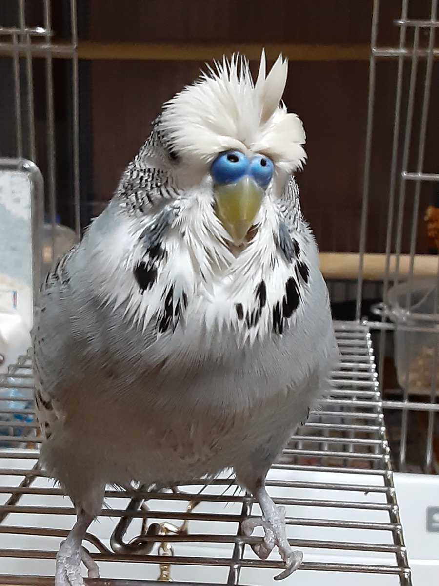 鳥田 祥 tweet media