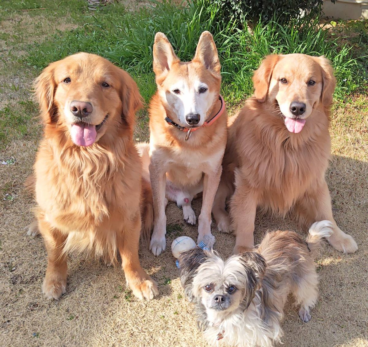 アニマルカフェけだま【貸切ふれあいのため予約制】 tweet media