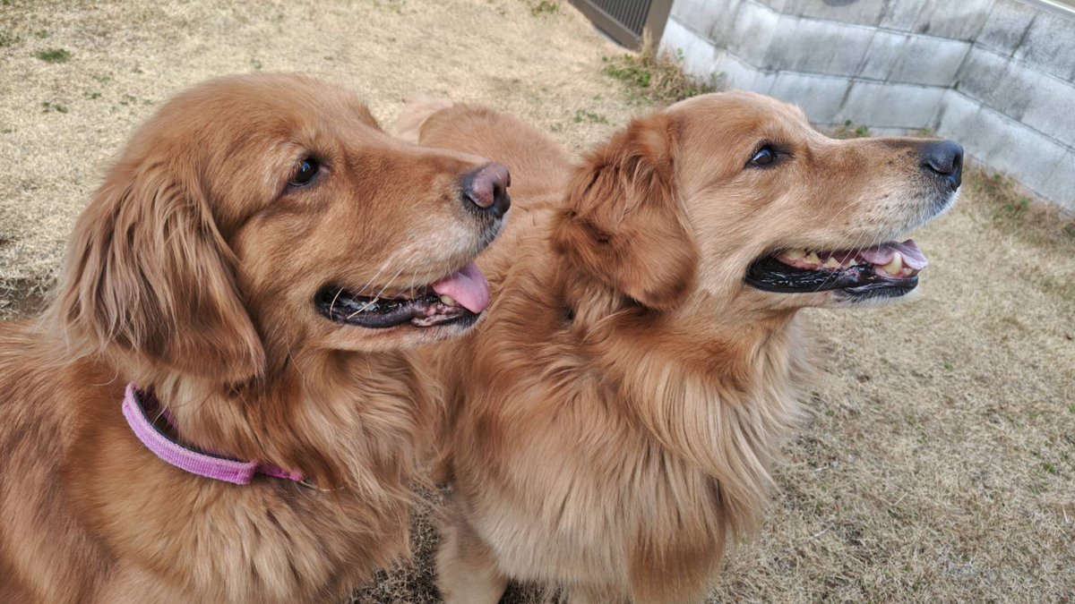 アニマルカフェけだま【貸切ふれあいのため予約制】 tweet media