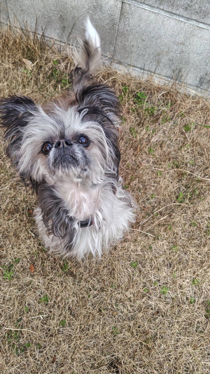 アニマルカフェけだま【貸切ふれあいのため予約制】 tweet media