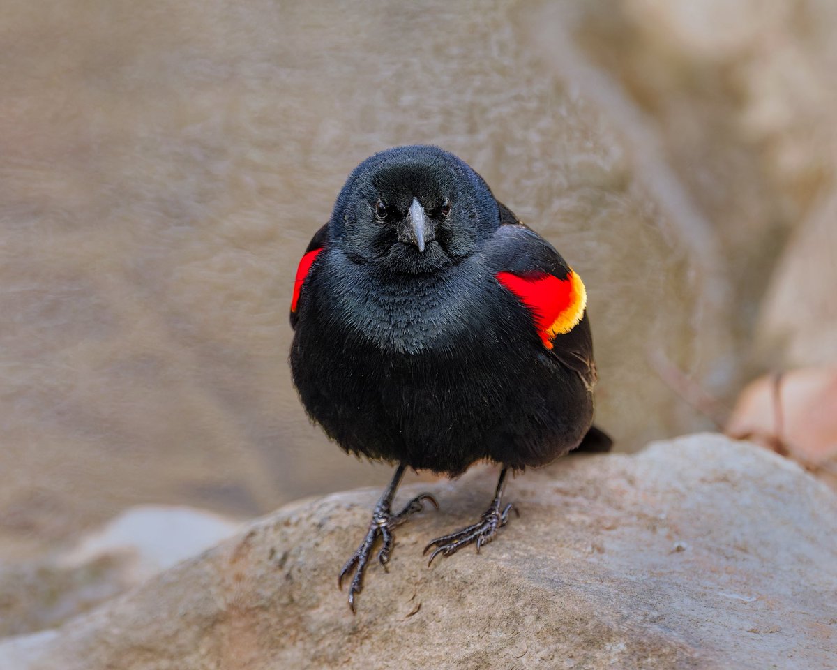 Ruben Giron tweet media