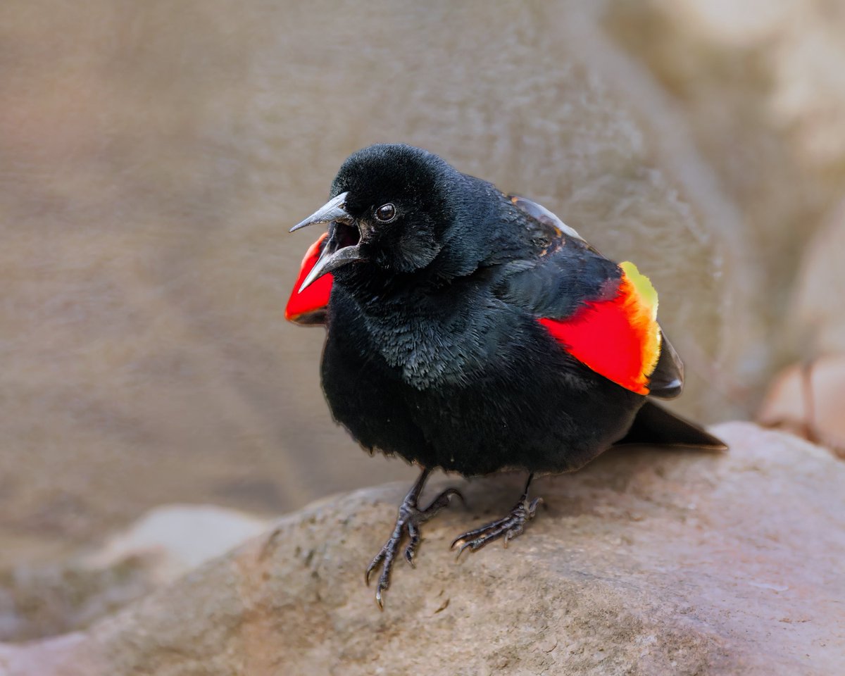 Ruben Giron tweet media