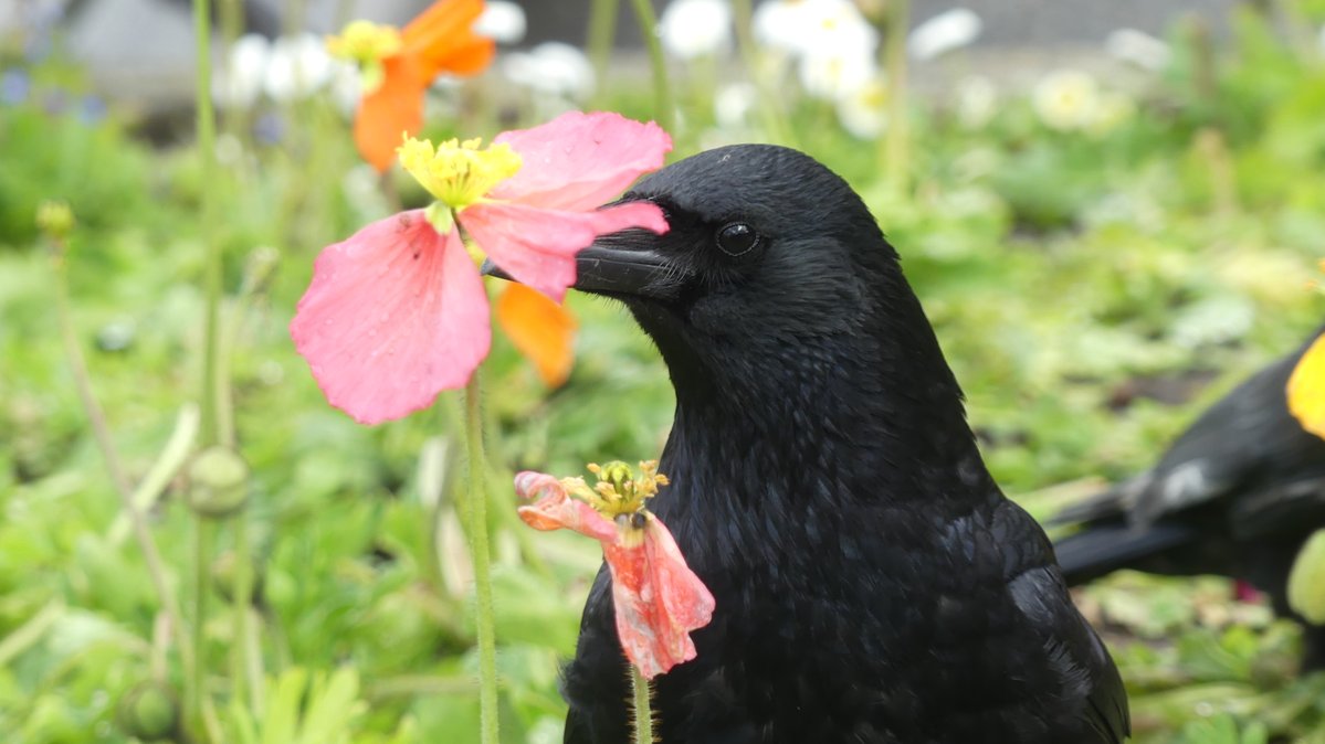 Jason Cann tweet media