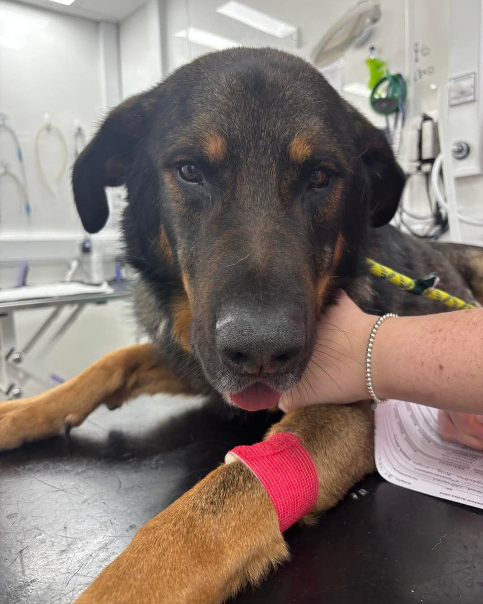 team_greenacres's tweet image. 🐾Not All Heros Wear Capes🐾

🏥Our lovely Magnum stepped up yesterday &amp;amp; became a blood donor for a very poorly dog. He was so good🏥

🙏We all wish the dog in need the very best &amp;amp; hope he gets better soon🙏

#teamgreenacres #rescue #k9hour #rehomehour #teamzay #Pembrokeshire