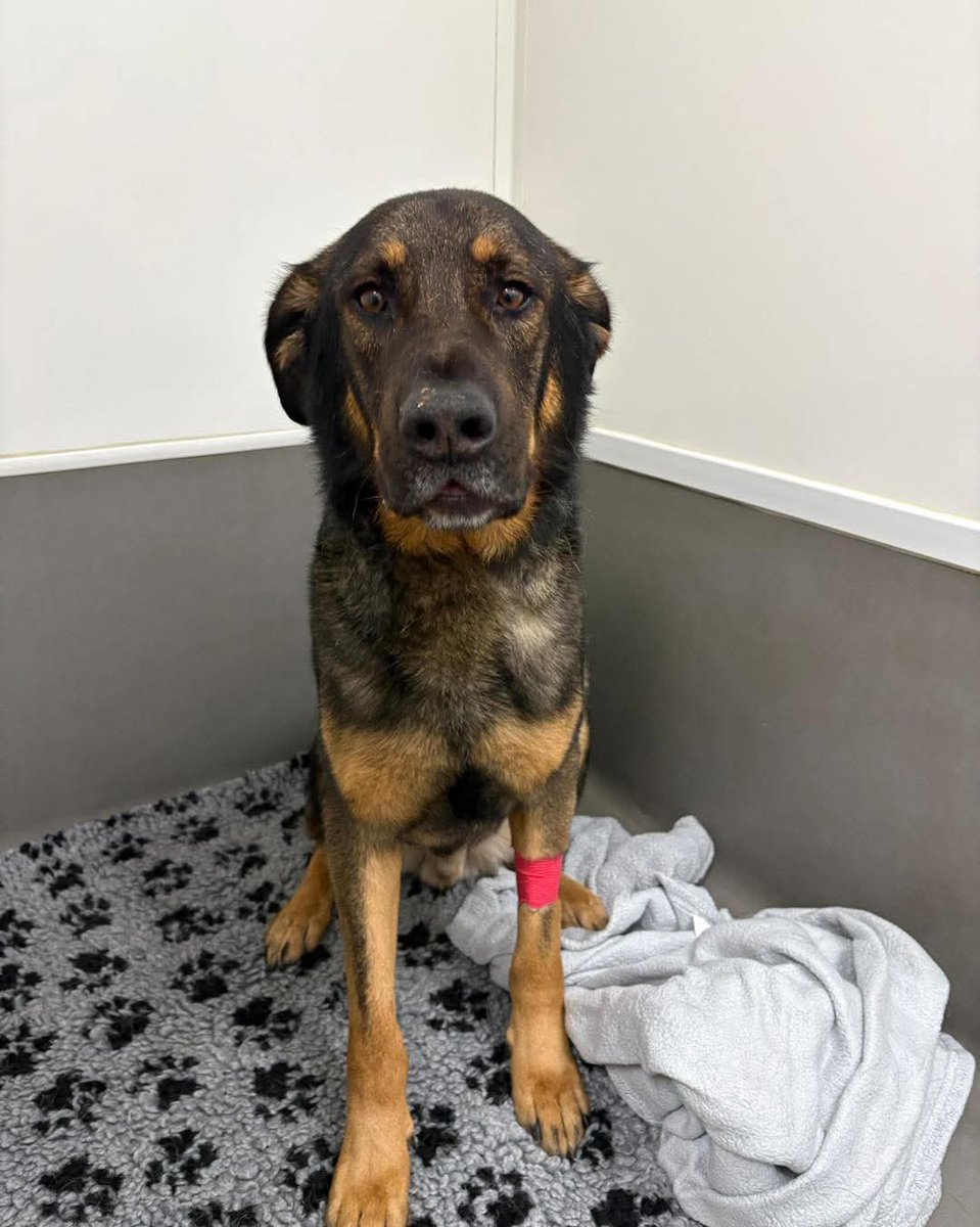 team_greenacres's tweet image. 🐾Not All Heros Wear Capes🐾

🏥Our lovely Magnum stepped up yesterday &amp;amp; became a blood donor for a very poorly dog. He was so good🏥

🙏We all wish the dog in need the very best &amp;amp; hope he gets better soon🙏

#teamgreenacres #rescue #k9hour #rehomehour #teamzay #Pembrokeshire