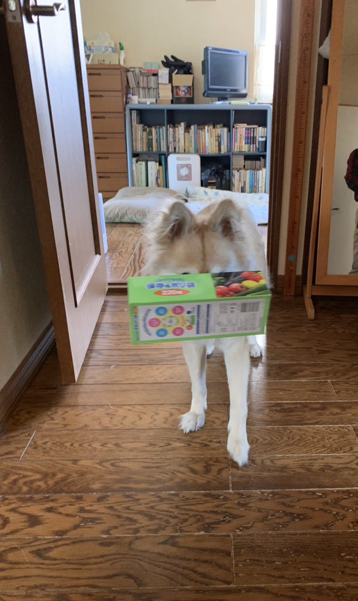 北国しむは❄️🐆超絶ビビり雪豹Vtuber✨ tweet media