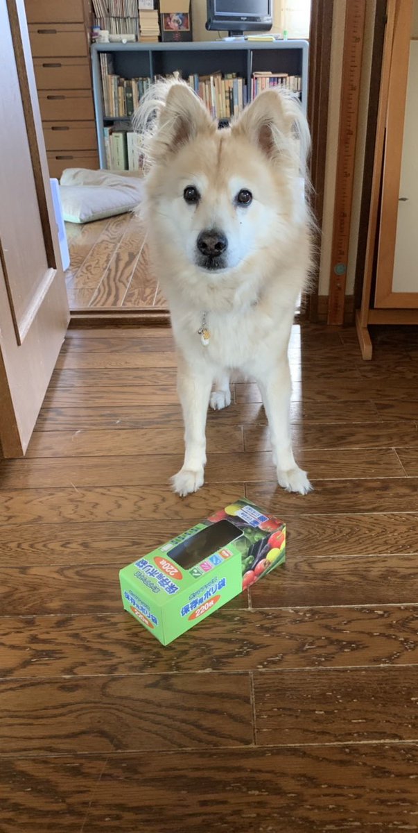 北国しむは❄️🐆超絶ビビり雪豹Vtuber✨ tweet media