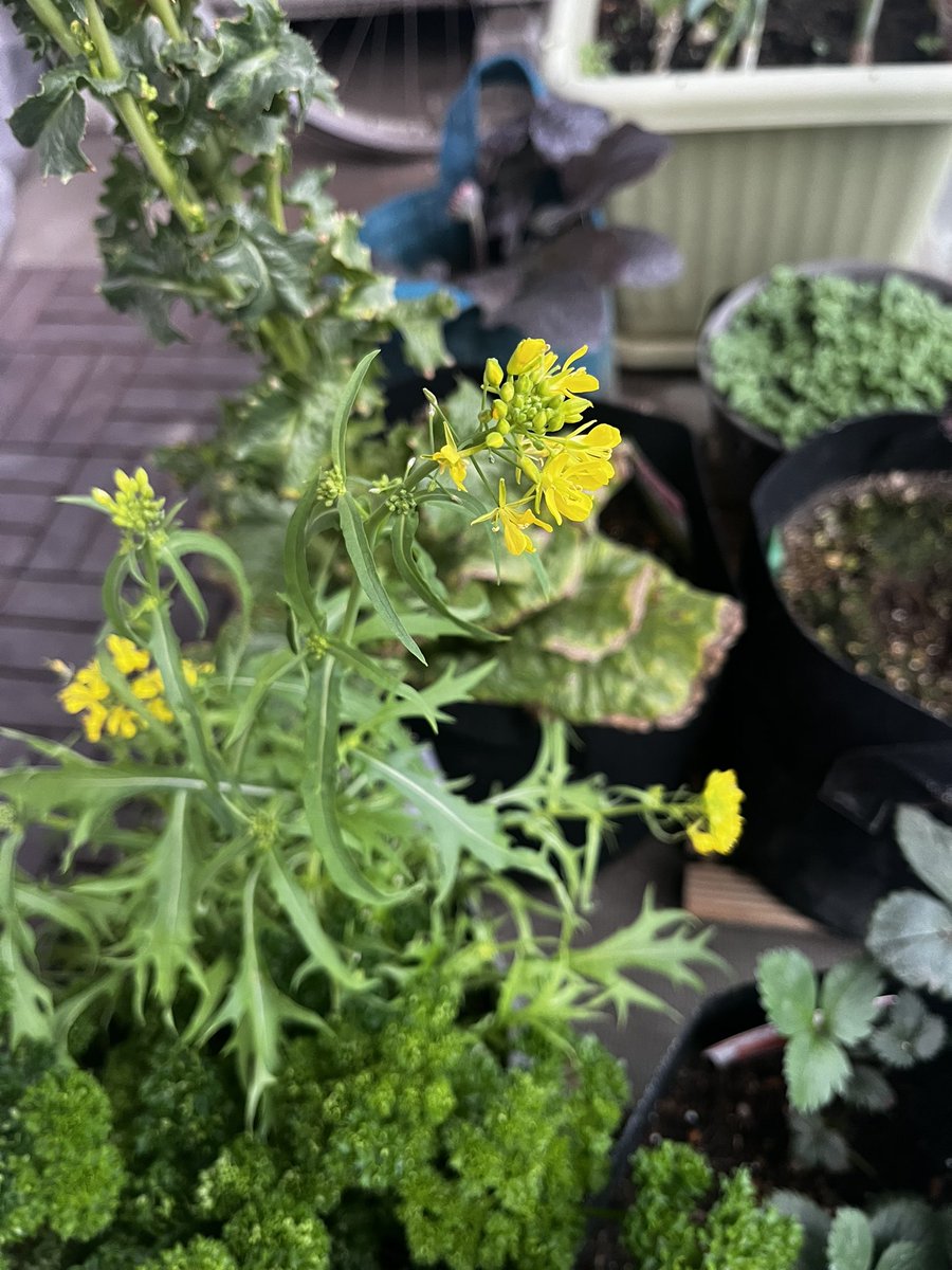 水菜の花が咲いた😳 菜の花によく似てるなと思ったら、同じアブラナ科