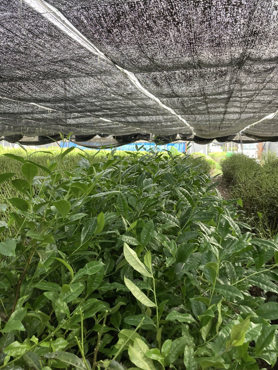 みーこ(ねぼすけ） tweet media