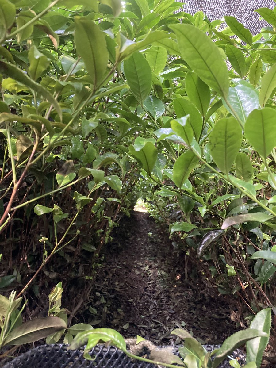 みーこ(ねぼすけ） tweet media