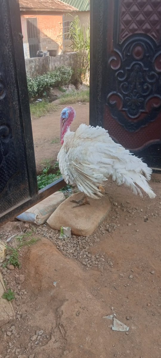 Tope A teacher & A Farmer I Will Never Give Up 💪) tweet media