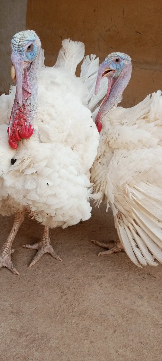 Tope A teacher & A Farmer I Will Never Give Up 💪) tweet media