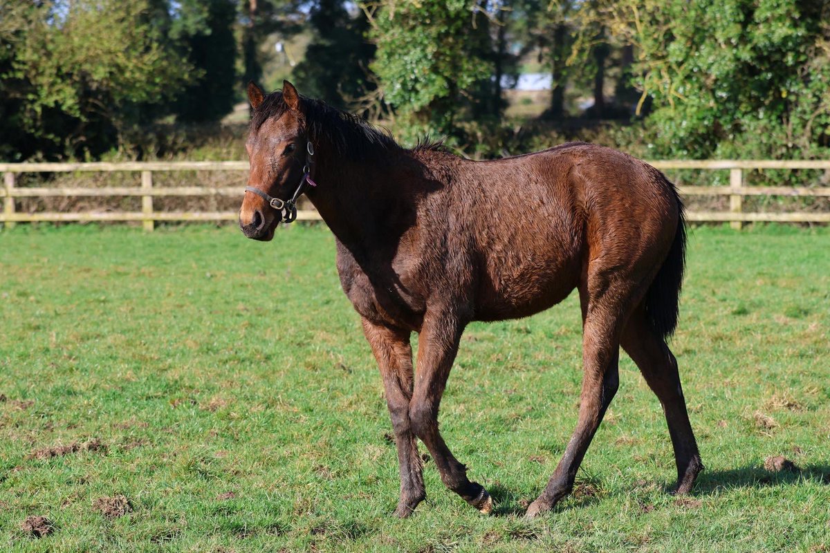MAHBloodStock's tweet photo. Our Calyx yearling out of Chitra is maturing perfectly @IrishNatStud! 

A half-sister to our talented Awraad, she is catching the eye with her long strides and is showing us all the right signs ✨ 

#Bloodstock https://t.co/G7lRCkySat